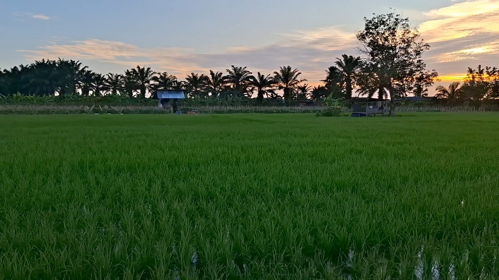 Katanya Pupuk Subsidi di Seluma Aman dan Tak Ada Kendala, Tapi Petani yang Teriak . Siapa yang Bohong?