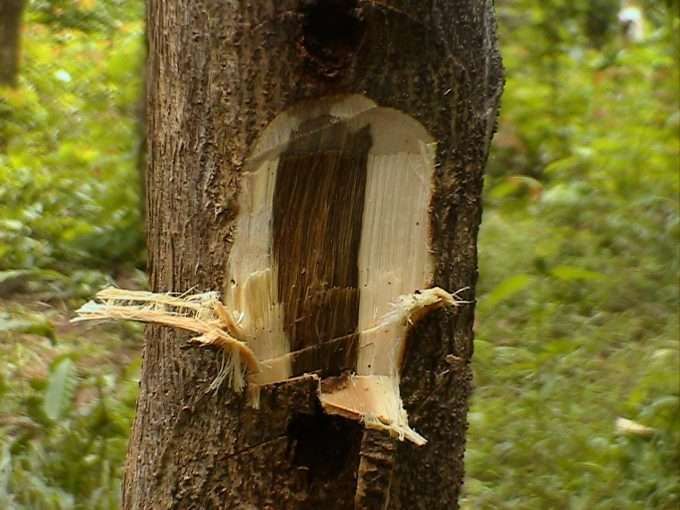 Kenapa Pohon Gaharu Berharga? Berapa Harganya, Simak Disini