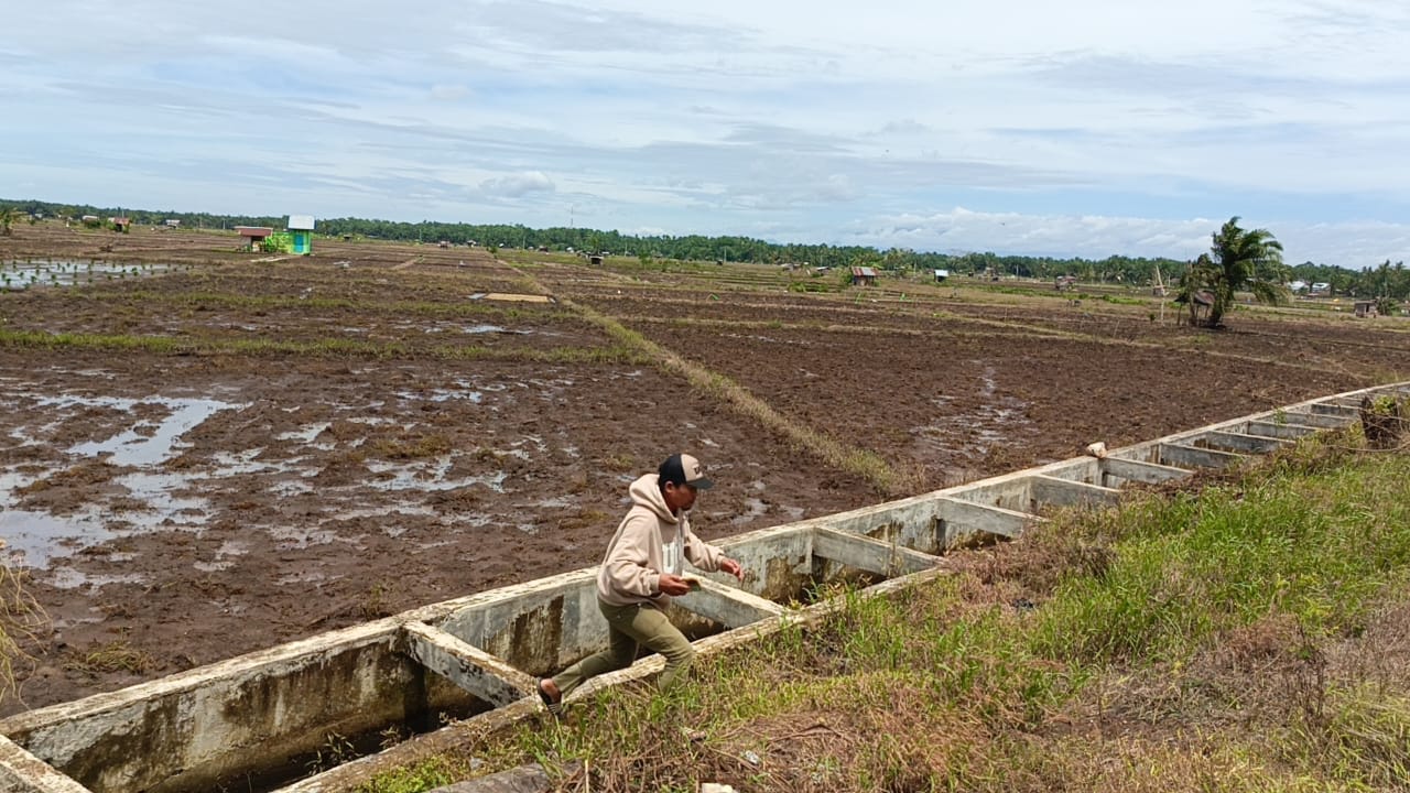  Irigasi Pesawahan Sarimulyo Seluma Buruk, Sawah Terancam Kekeringan dan Banjir