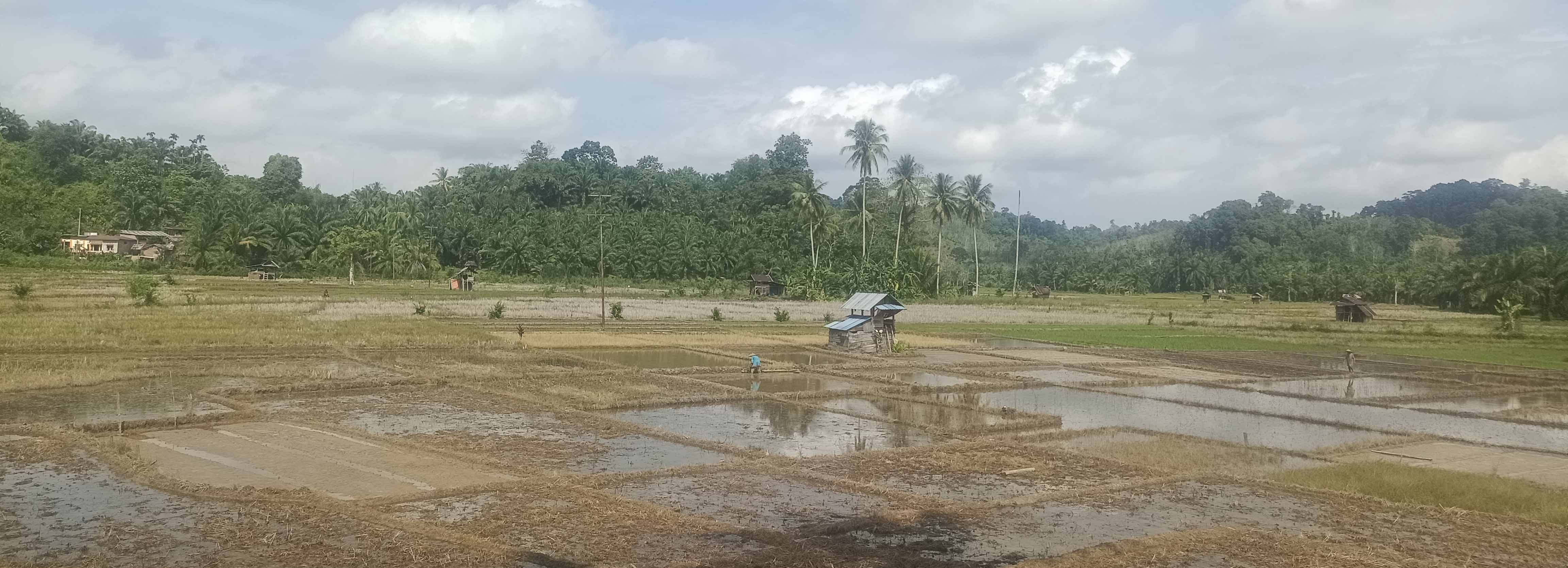   Hujan, Petani Sawah Seluma Sumringah. Ini Yang Dilakukan