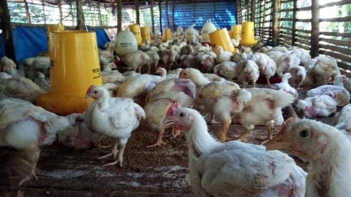 Mahal, Daging Ayam Potong Bersih Bertahan Rp 40 Ribu Per Kg