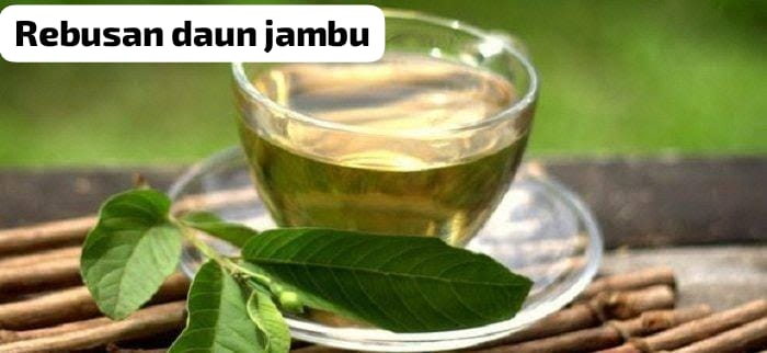 Cara Merebus Daun Jambu Biji, Agar Jadi Ramuan Obat Manjur! Berikut Cara Merebusnya dan Manfaat Bagi Kesehatan