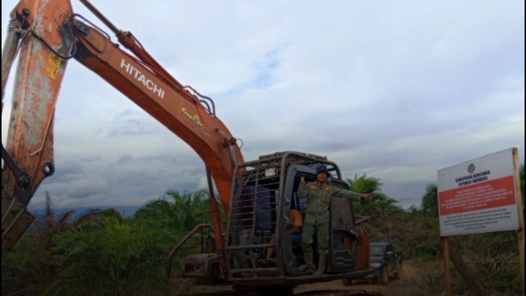 Penertiban Sawit Ilegal di Mukomuko  Diperluas , Minta Dilakukan Penegakan Hukum