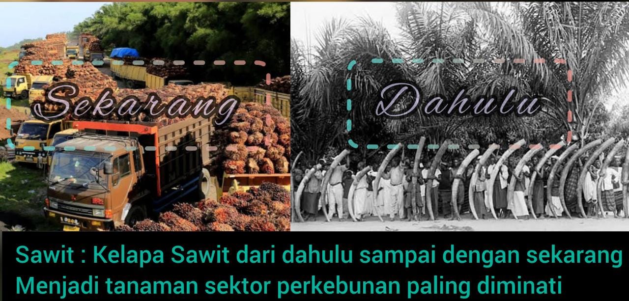 148 Tahun Kelapa Sawit Hadir di Sumatera, Dari Tanaman Hias Kini Jadi Tanaman Emas...Simak