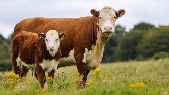 Terungkap! Ini Alasan Sapi Jenis Ini Dilarang Jadi Hewan Kurban Idul Adha