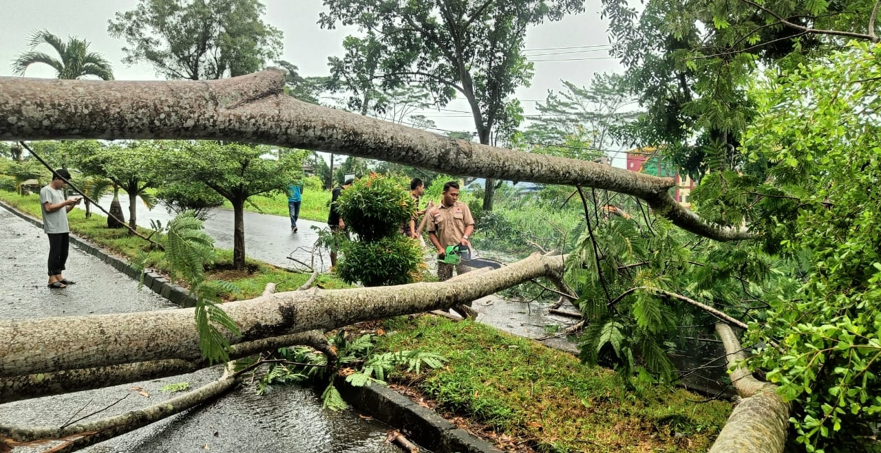  Hujan Badai, Pohon  Depan Kantor Bupati Seluma Tumbang, Nyaris Timpa Pengendara