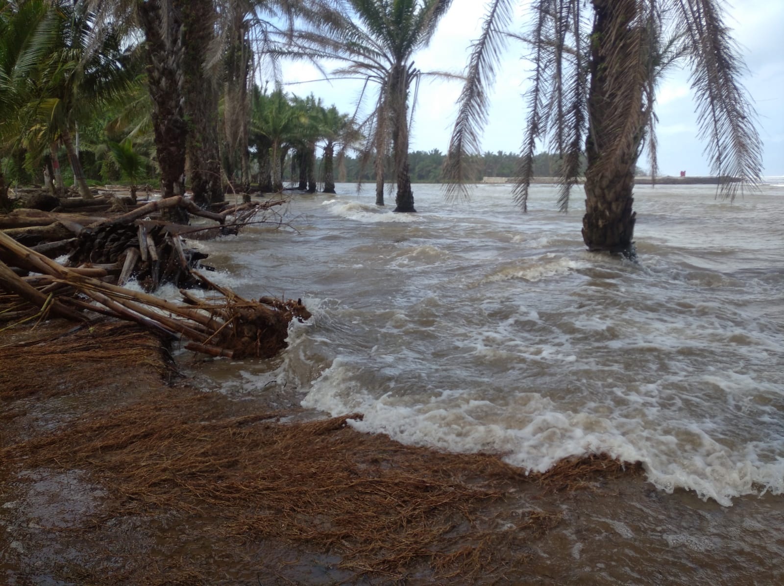  Ancaman Abrasi Semakin Parah, 75 Hektare Sawah di Pasar Seluma Terendam Banjir ROB