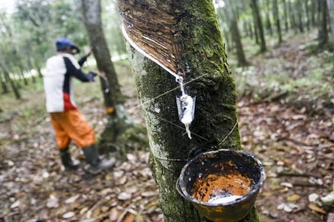 Musim Hujan, Petani Karet Terancam Nganggur Selama 2 Bulan