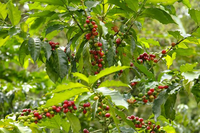 Harga Biji Kopi Kering Naik Lagi, Tapi di Sinar Pagi Hanya Rp 54 Ribu per Kg