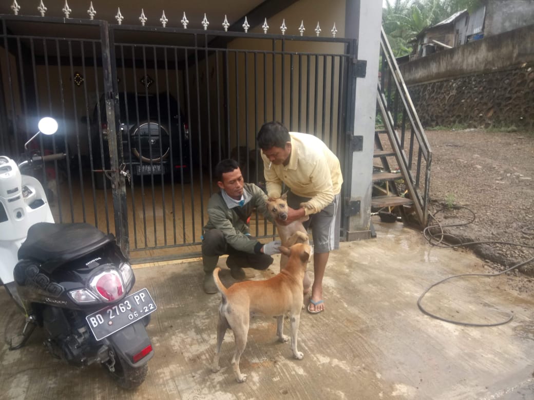  Sampai 17 Agustus 2023, Sudah 160 Korban Rabies di Seluma! Banyak Sekali Ya