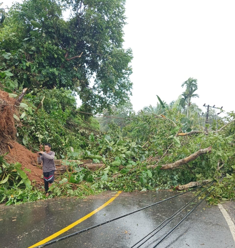  Hujan Badai, Pohon  Tumbang di Seluma, Tutupi Akses Jalan