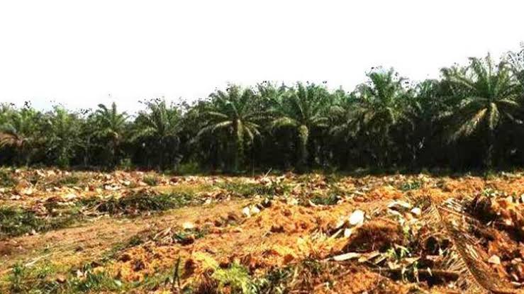 1000 Hektare Lagi, Potensi Peremajaan Kebun Sawit Di Seluma