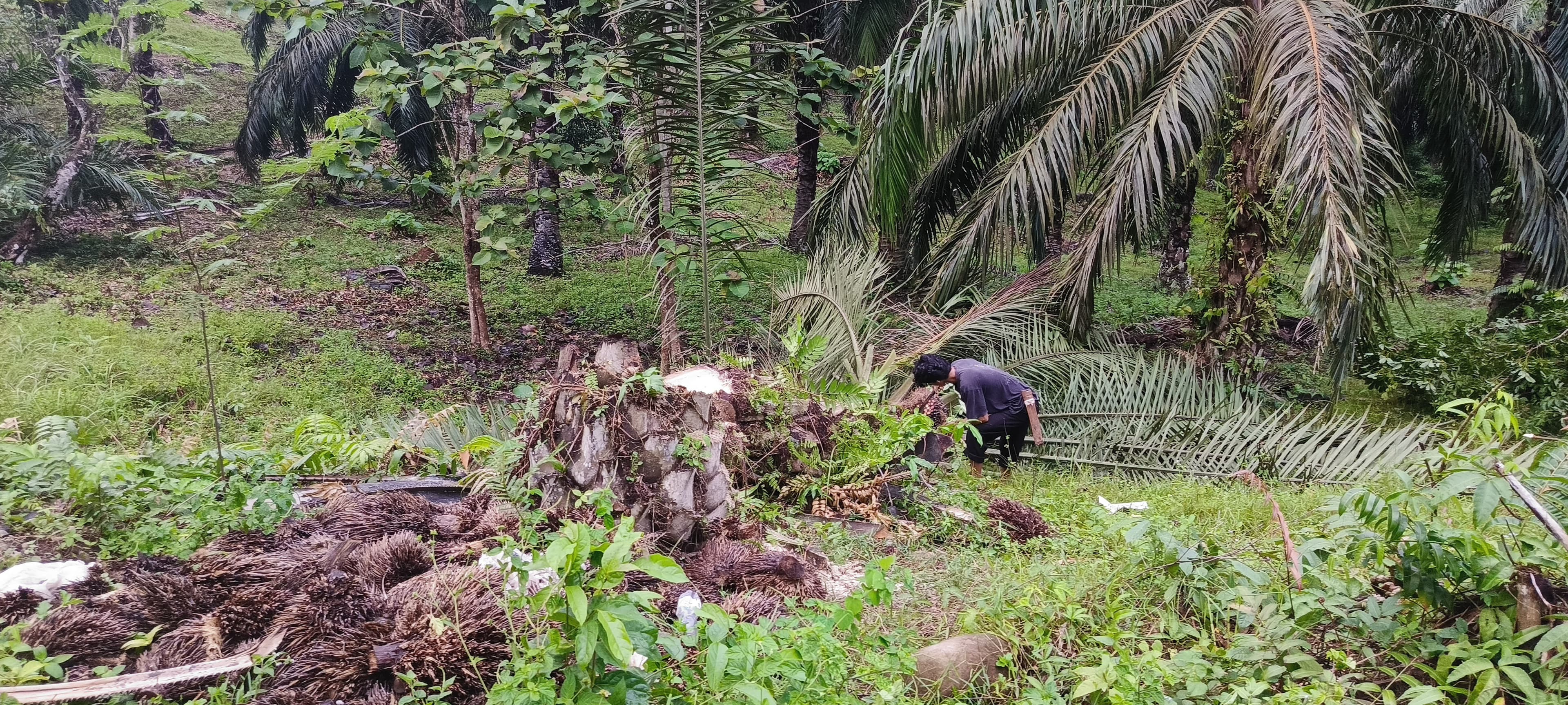 Tebang Pohon Sawit Tanpa Izin, Pemilik Ancam Laporkan PLN Tais Ke Polres Seluma