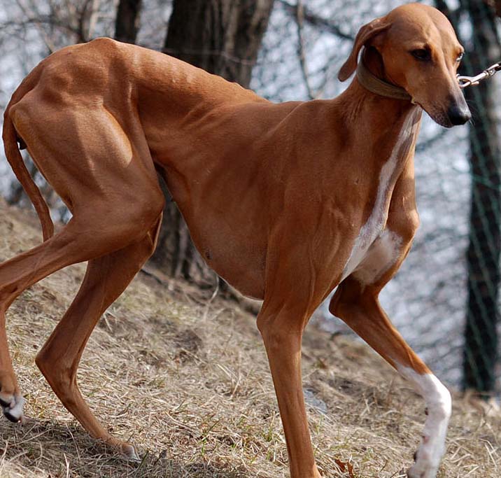   Anjing-anjing Mahal! Azawakh, Anjing Pelacak Hebat dan Setia