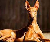   Anjing-anjing Mahal! Pharaoh Hound, Anjing Pemburu Mesir Kuno Jaman Firaun!