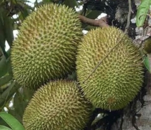 Menikmati Kelezatan Durian Seluma, Pengalaman Kuliner Yang Tak Ada Tanding