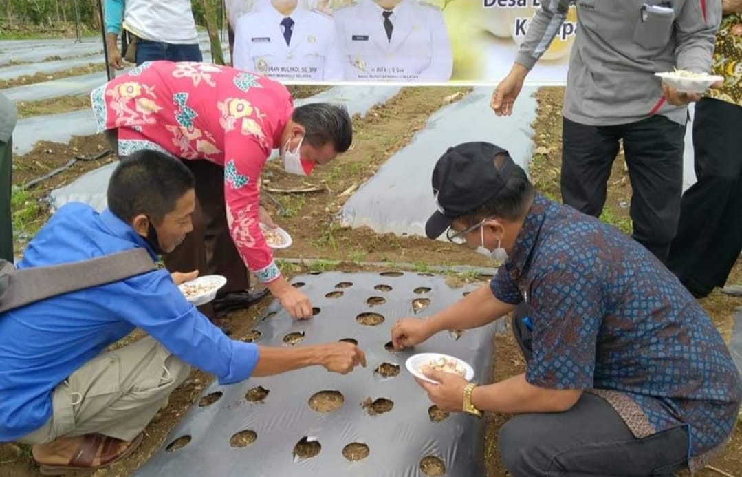 20 Hektare Tanam Bawang Putih