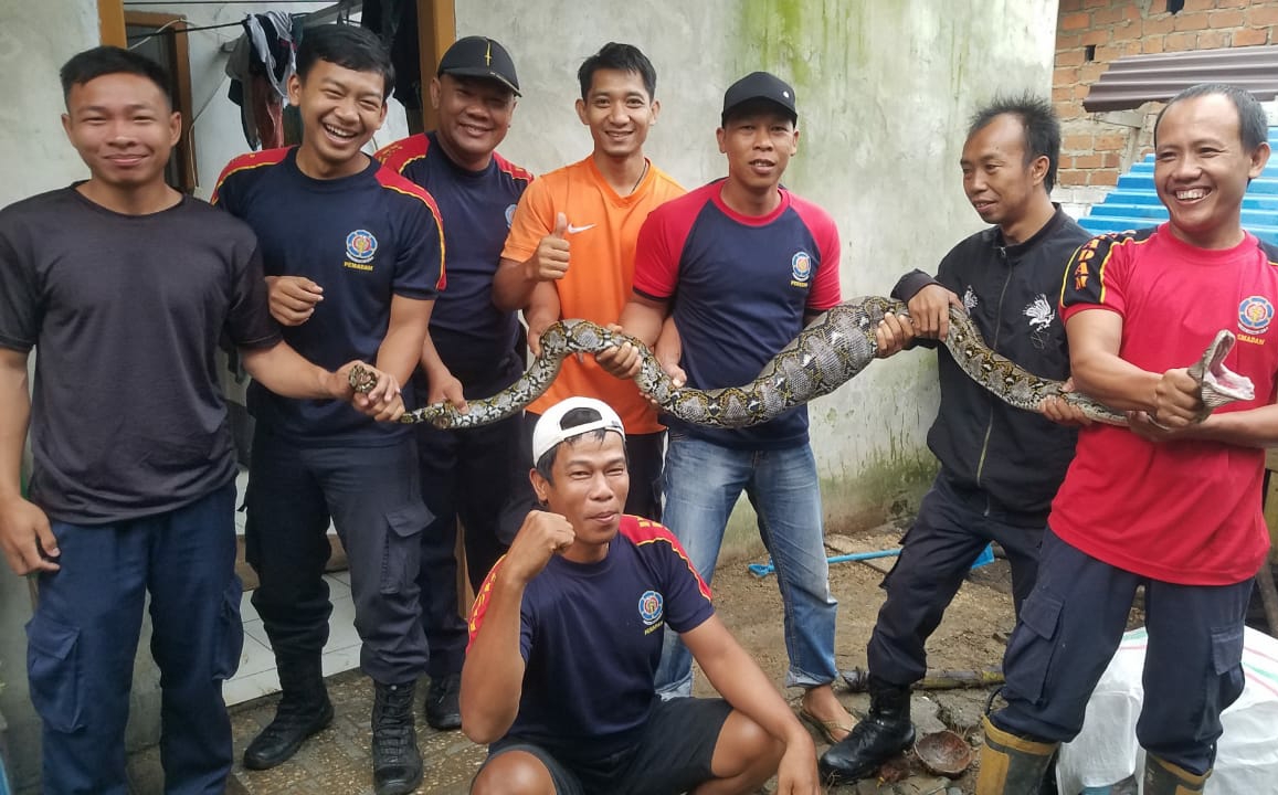 Satpol PP Tangkap Piton dan Lancarkan WC Mampet