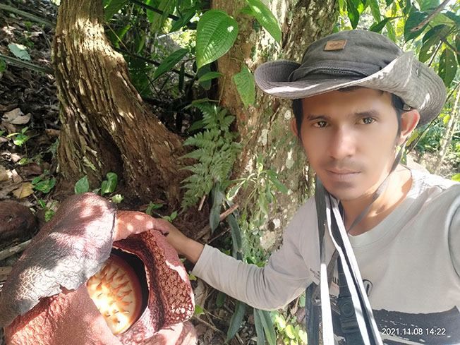 Bunga Rafflesia Berhasil Dibudidayakan Warga Lubuk Resam