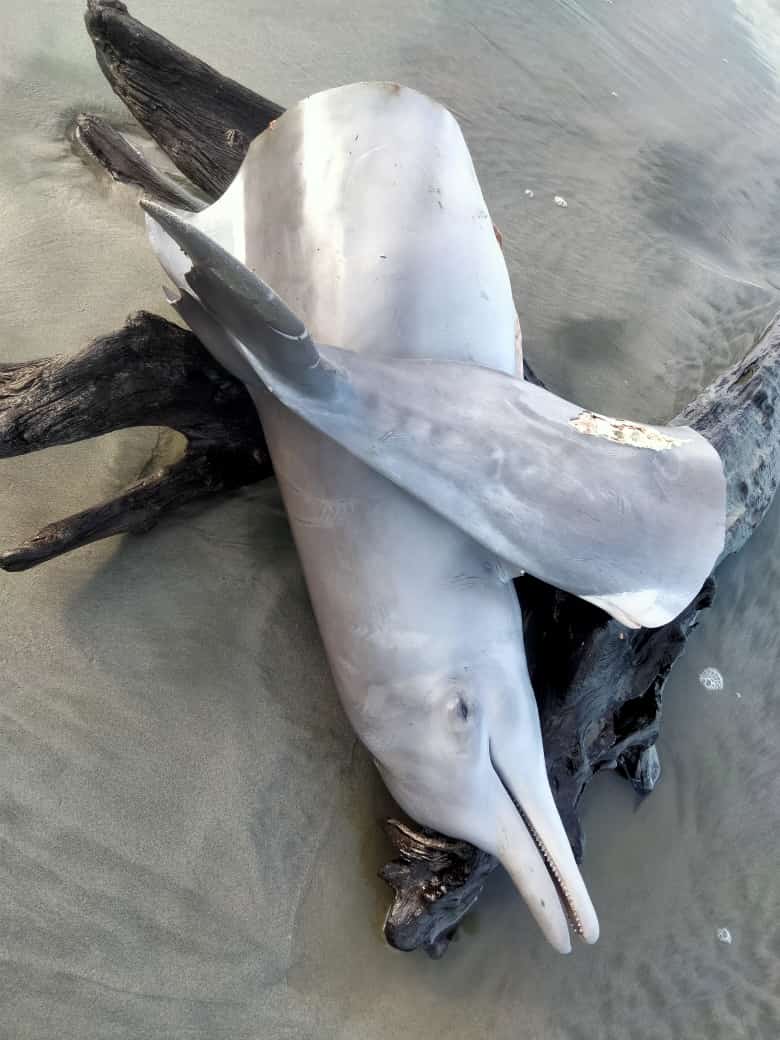 Lumba- Lumba Mati di Perairan Pantai Seluma, BKSDA Cek Lokasi