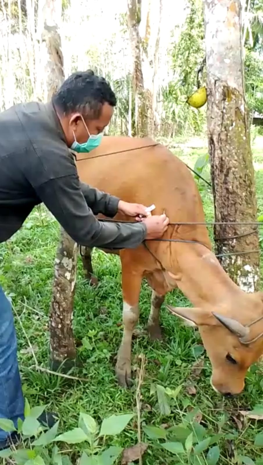 Waspadai, Dua Sapi Seluma Positif LSD