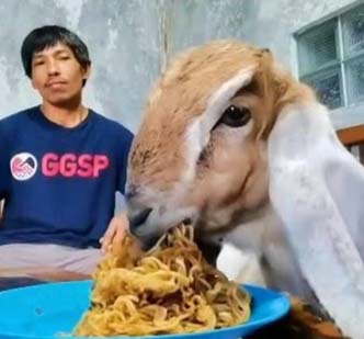 Viral! Kambing Namanya Kuncoro, Suka Makan Mie Pakai Telur Lagi!