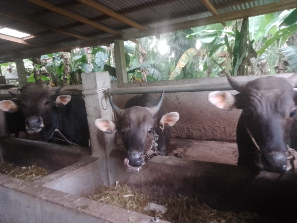 Idul Adha Tahun Ini, Pemesanan Sapi Qurban Dipastikan Meningkat