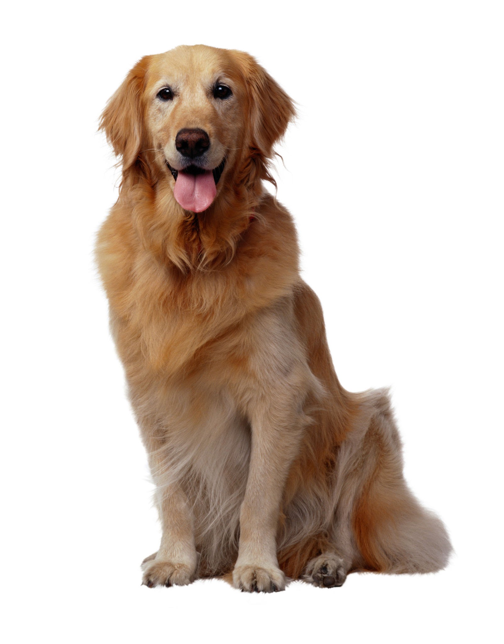   Anjing-anjing Mahal! Golden Retriever, Biaya Perawatan Sampai 10 Juta