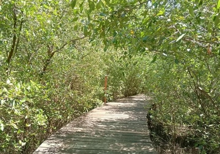 Kebun Raya Mangrove Gunung Anyar: Surga Hijau di Tengah Kota Surabaya