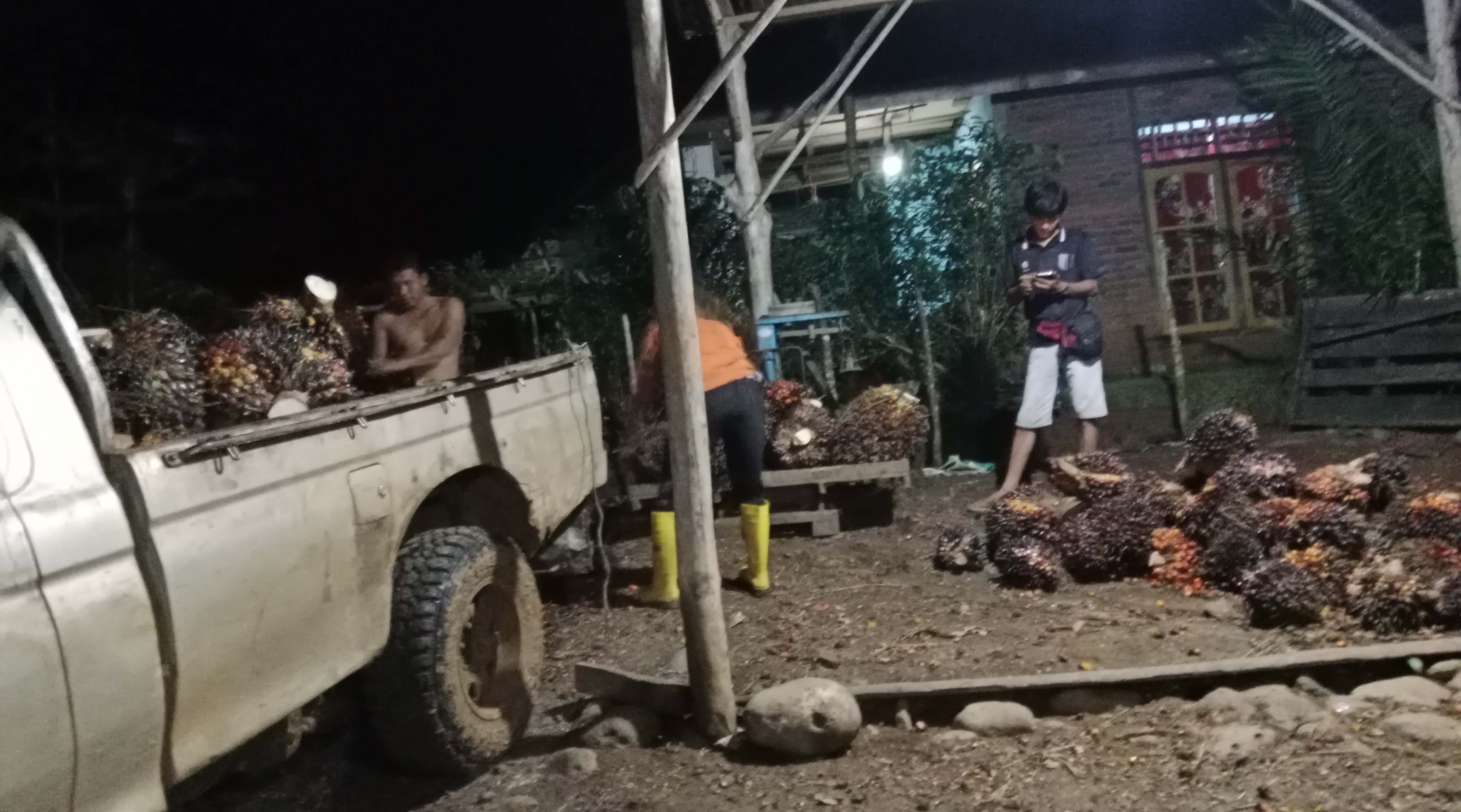 Pemkab Seluma akan Sidak PKS di Seluma, Harga Sawit Masih Anjlok