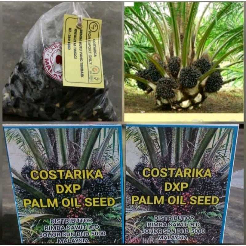 Tempat Pembelian Bibit Sawit PPKS Teruji, Klik Disini!