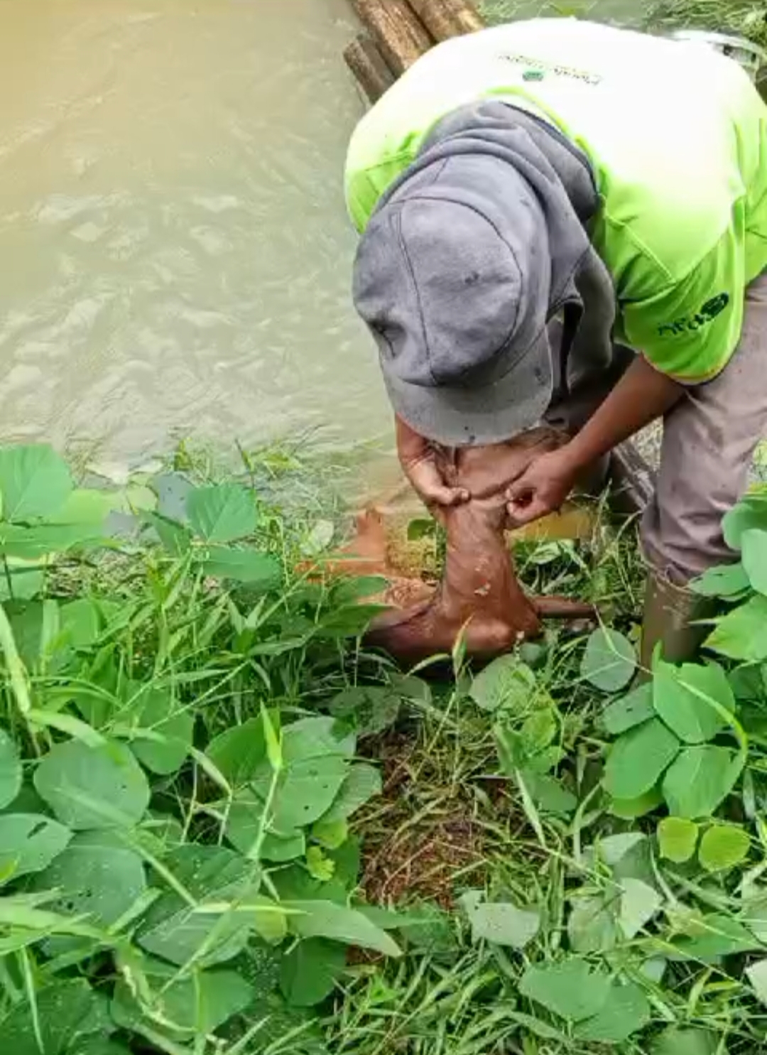    7 Kambing Warga PTPN VII Padang Pelawi Seluma Tewas, Diduga Diserang  Harimau?