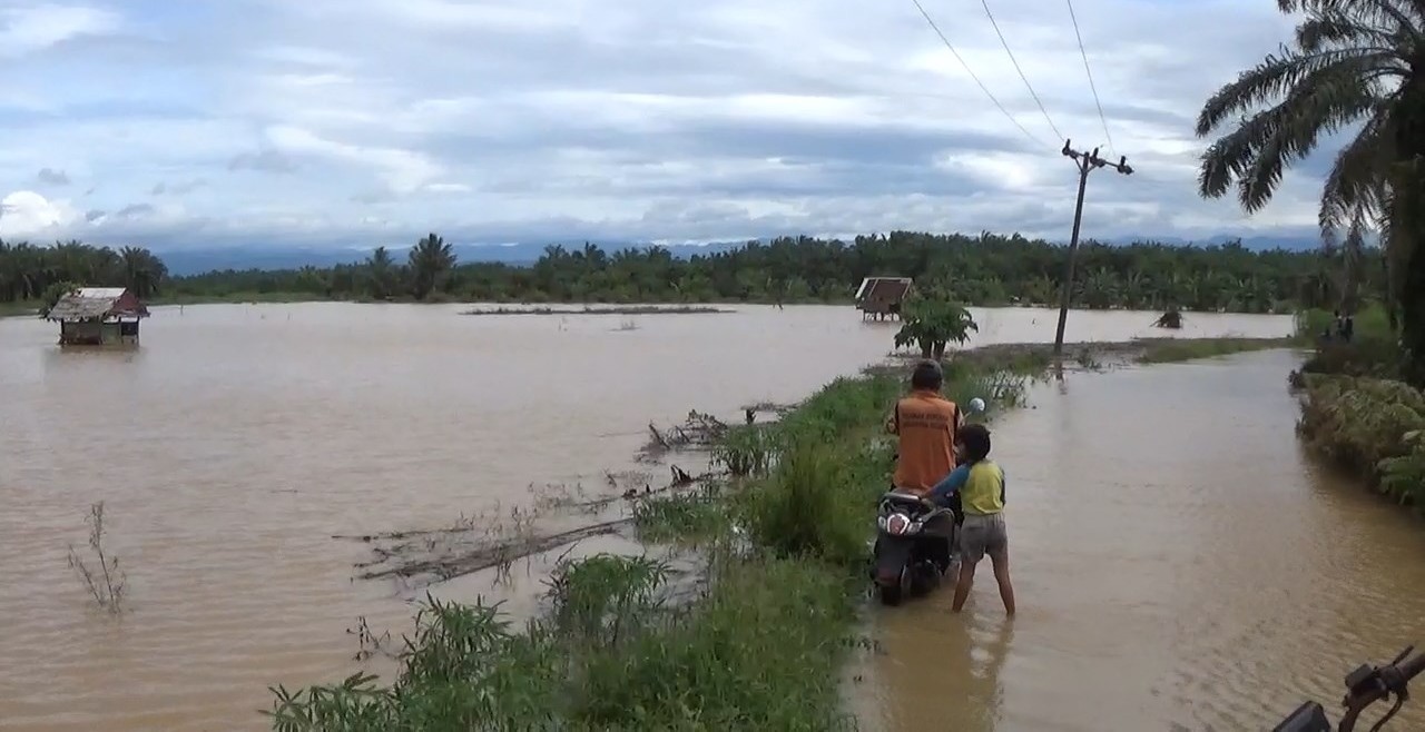 44 Hektare Tanaman Padi dan Jagung di Seluma Rusak Diterjang Banjir, Petani Tak Dapat Asuransi