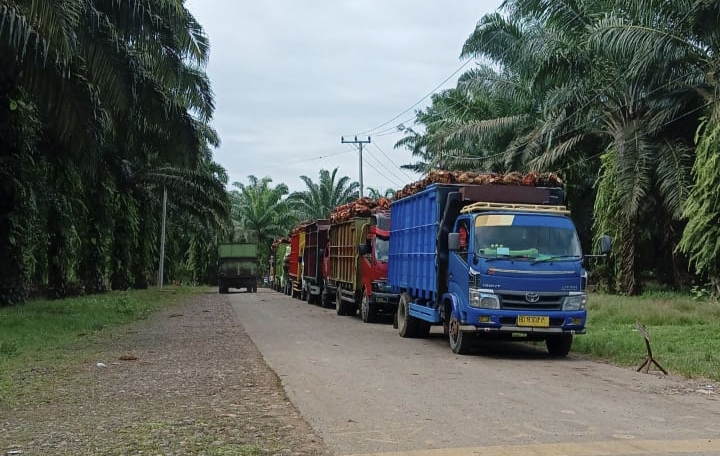 Supir Truk Angkutan Sawit Keluhkan PT. CGG, Sering Kehilangan