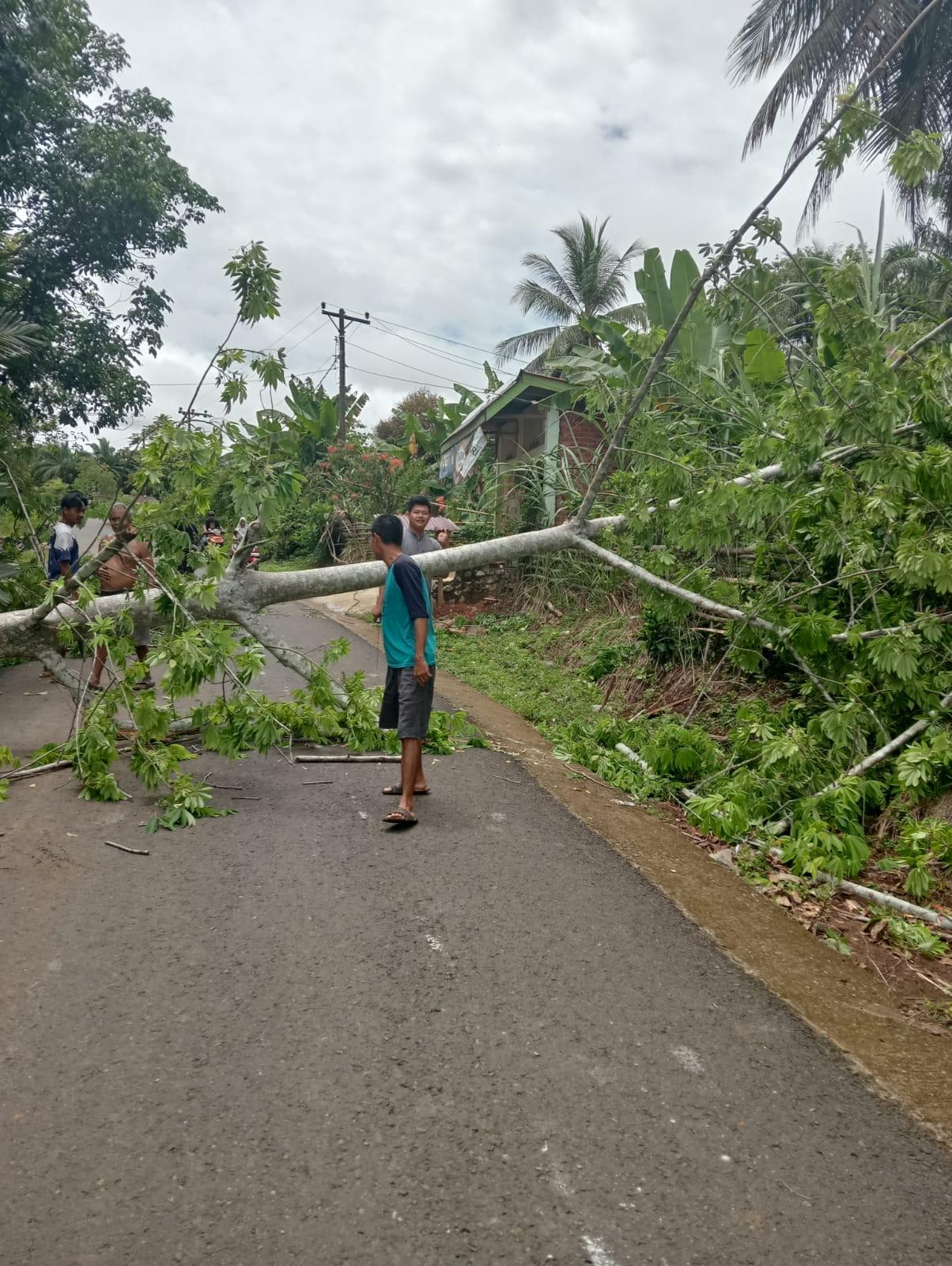 Listrik Padam,Pohon Tumbang dan 6 Tiang Listrik Rubuh Akibat Angin Kencang