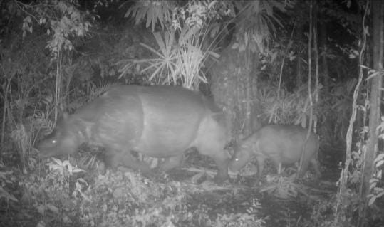 Temuan kelahiran satu ekor anak Badak Jawa di TNUK