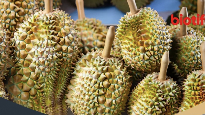Manfaat Durian untuk Kesehatan Vitamin Melindungi Tubuh
