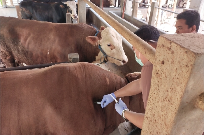 Sosialisasi Larangan Penyembelihan Ruminansia Betina Produktif dan Bahaya Penyakit Hewan Ternak Zoonosis