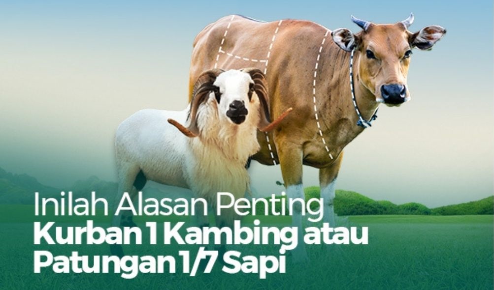 Kurban Sapi Patungan atau Kambing Sendiri: Mana yang Lebih Utama?