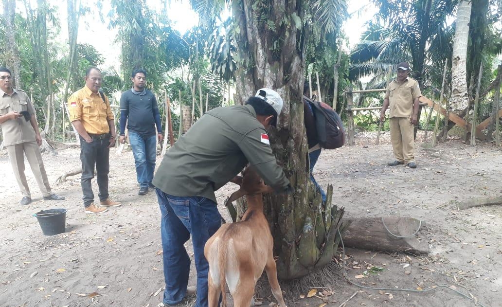   Distan Seluma Sebut, 5  Sapi Mendadak Terindikasi Penyakit Ngorok