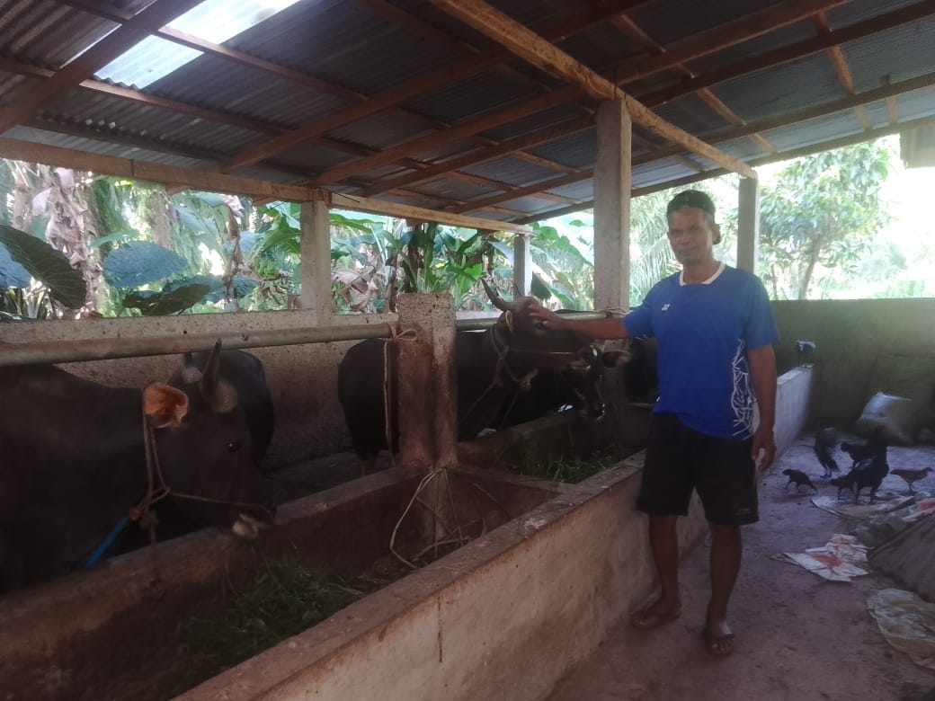 Menjelang Idul Adha, 30 dari 40 Sapi Qurban Milik Ngatijo Sudah Laku Terjual