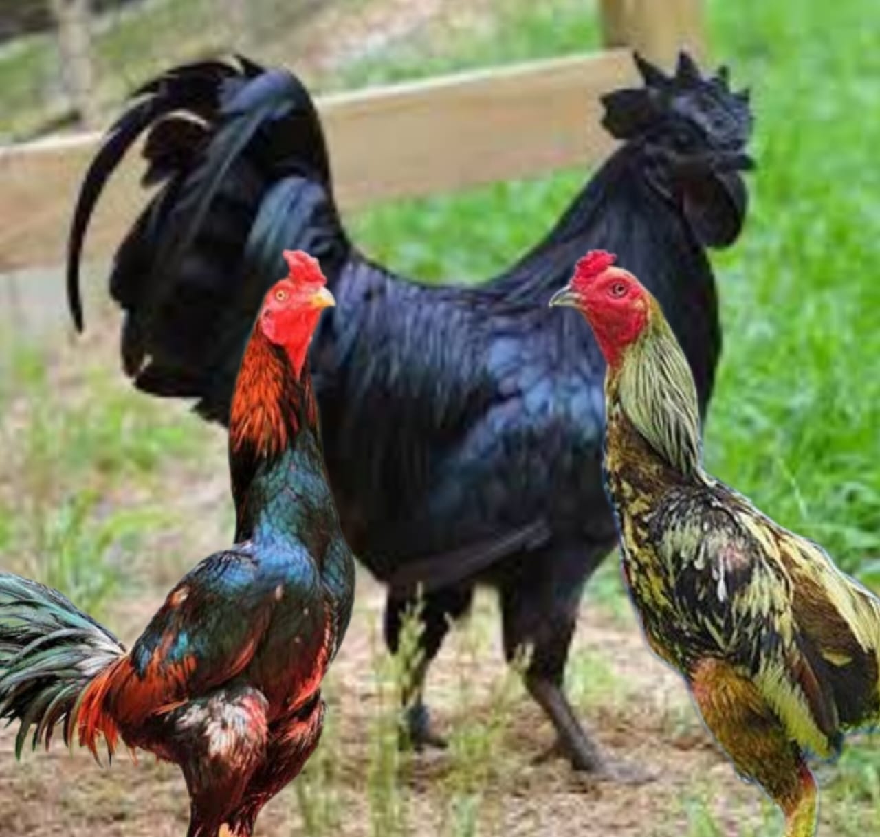 Empat Jenis Ayam Harganya Sangat Mahal..Nomor Tiga Ada di Indonesia!!! Simak