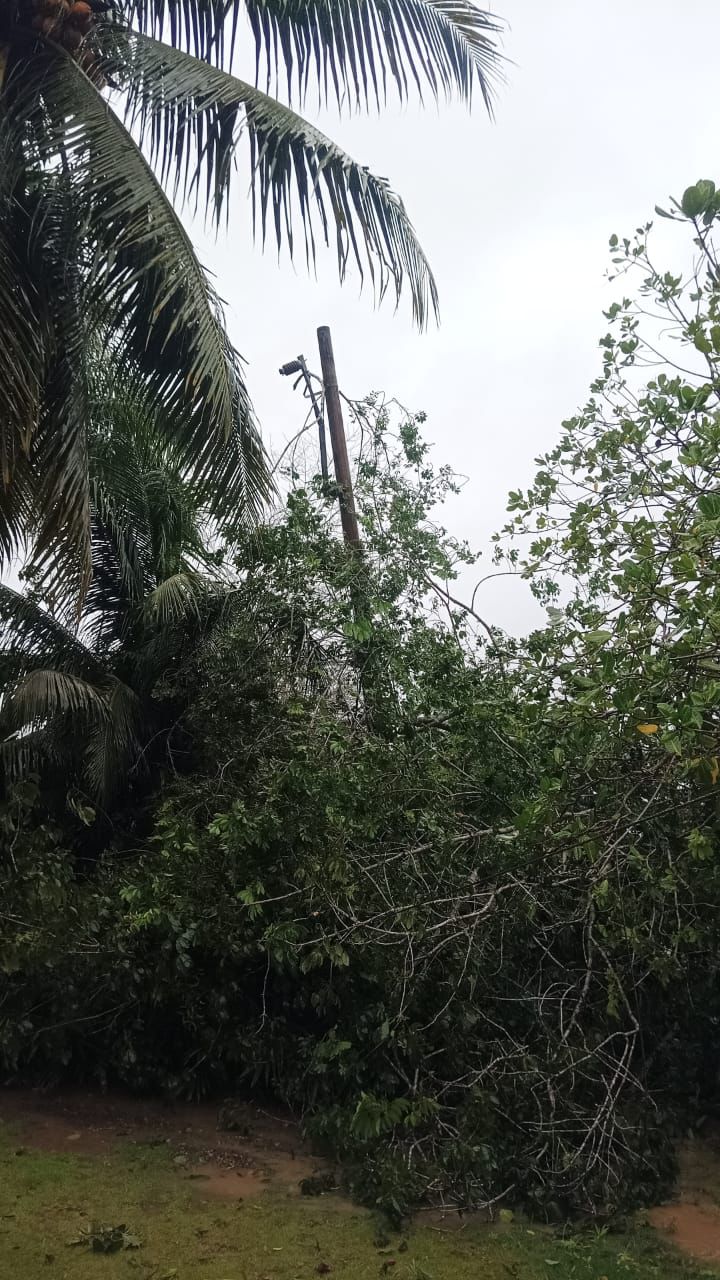 Saat Melintas Di Seluma, Waspadai Pohon Sering Tumbang Di Beberapa Titik Daerah Ini