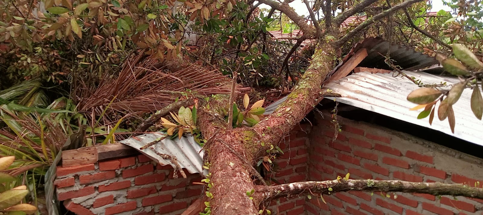  Rumah Warga Sidoluhur Seluma Ditimpa Pohon, Akibat Hujan Angin