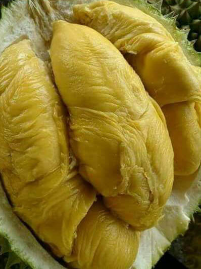  Thailand  Punya Durian Tak Berbau Menyengat. Rasanya...