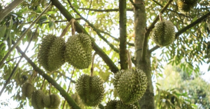 Cara Menanam Bibit Durian Unggul Tumbuh Lebih Subur, Berbuah Banyak Simak! 