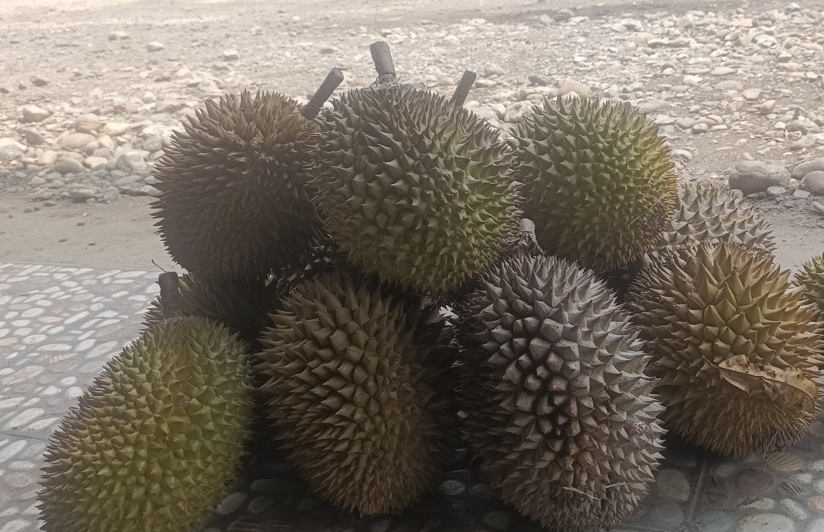 Musim Durian Seluma, Harga Terjangkau, Besar atau Kecil Harga Sama Rp 15.000 Rupiah! 