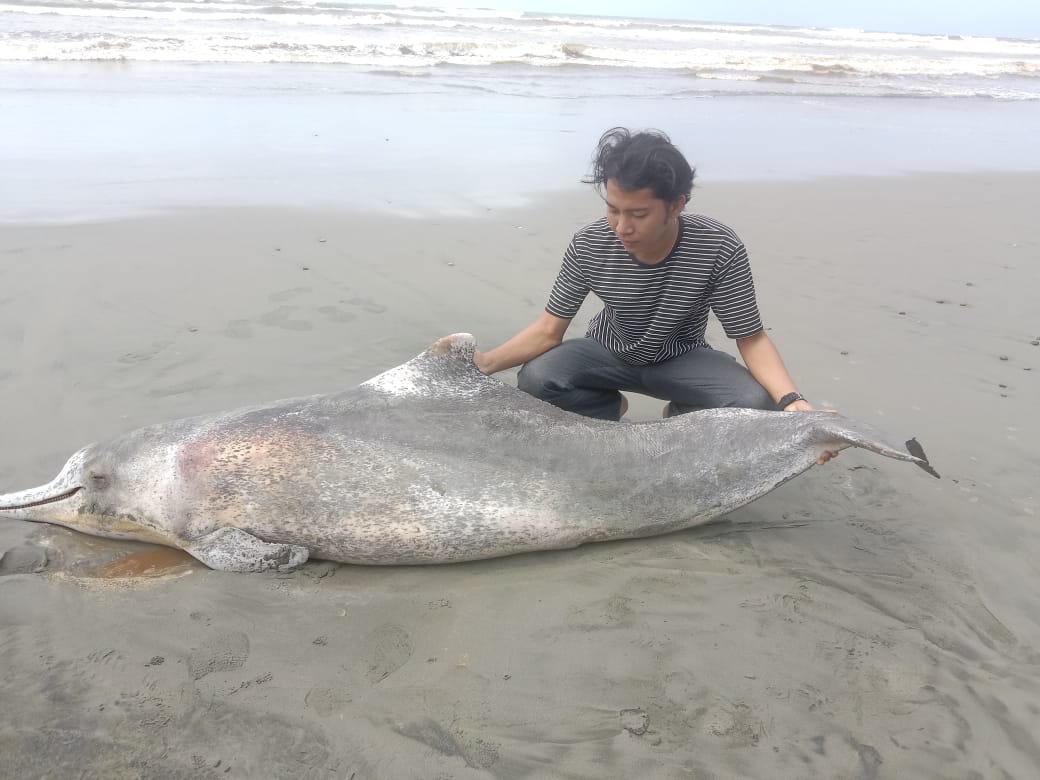 Lumba-lumba Terdampar di Pantai Pasar Seluma