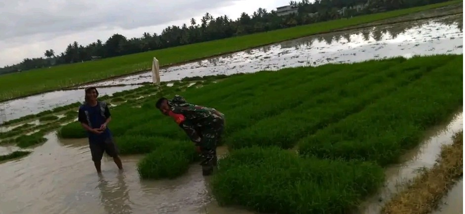  Wujudkan Ketahanan Pangan, Kodim BS/K Wajibkan Babinsa Bantu Petani Tanam Padi