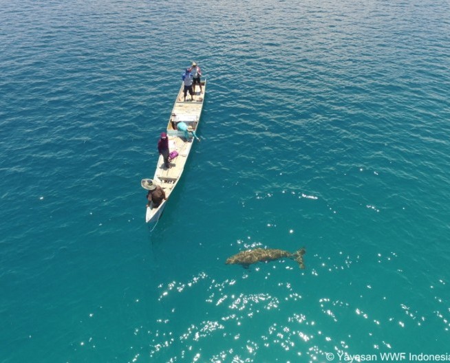 Terekam untuk Pertama Kali, Bayi Dugong di Pantai Mali, Alor, NTT